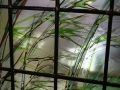 bambous-07-08-32